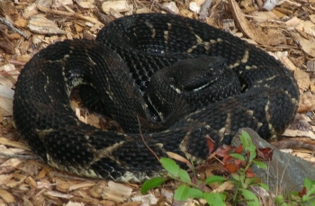 Tmber Rattlesnake