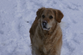 Molly in the snow