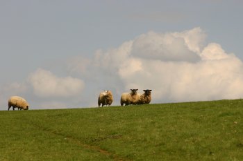 Sheep at Preston Capes