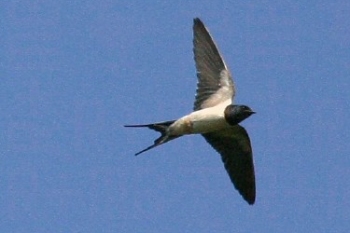 A swallow in flight