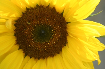 Penelope's sunflower