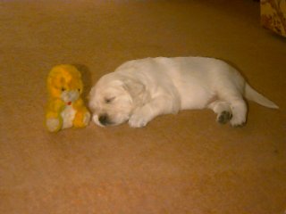 Sweet Dreams
